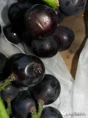 在网上买水果遇到假货怎么办,网上购买水果会被坑吗