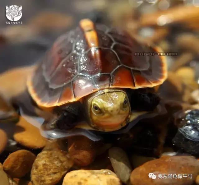 黄缘闭壳龟全集,黄缘闭壳龟和黄缘盒龟