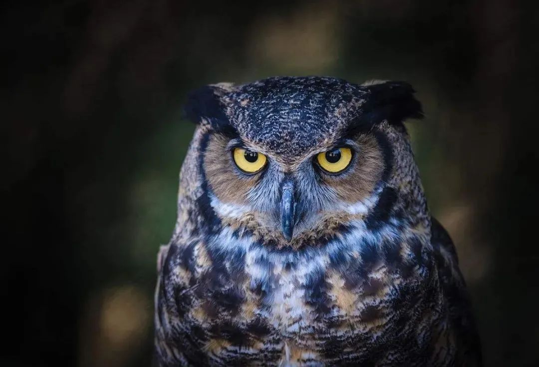 门前猫头鹰晚上老叫是什么征兆,每天晚上有猫头鹰叫有什么预兆