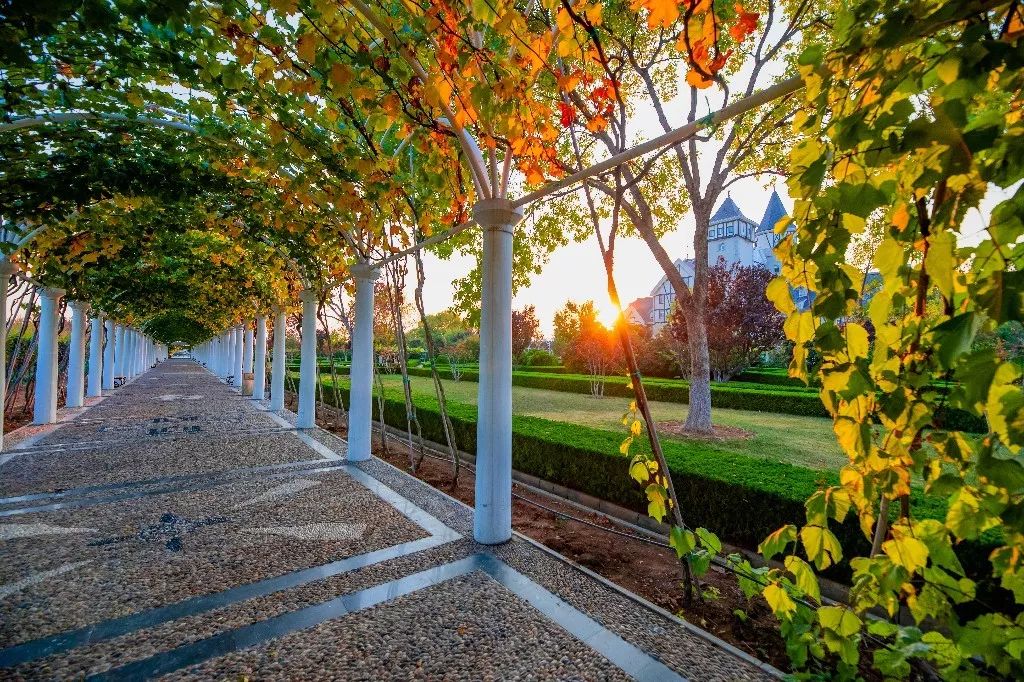 一路遐思入初冬，美好如约而至——张裕卡斯特酒庄