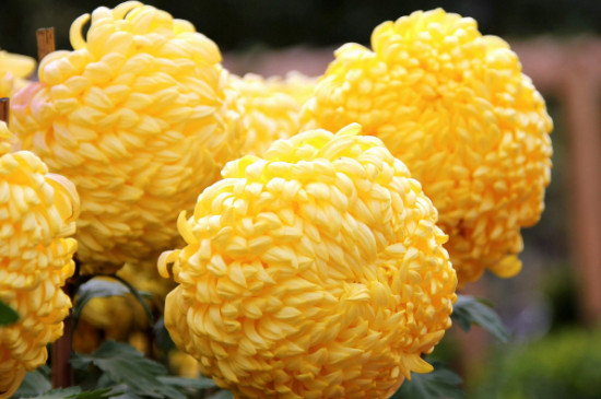 菊花有种子种的吗,菊花种子种类长长的