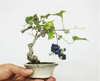 盆景掉价,为什么这几年的盆景不好卖了