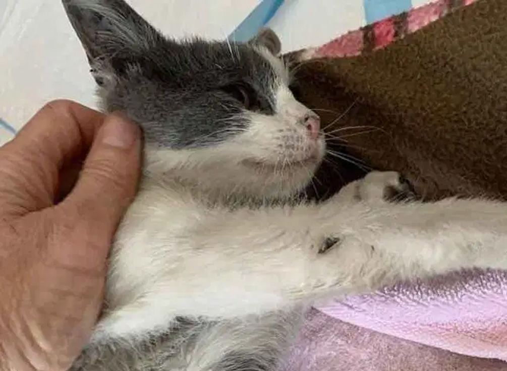 流浪小猫在附近闲逛，暖心的路人捡回家后发现美呆了