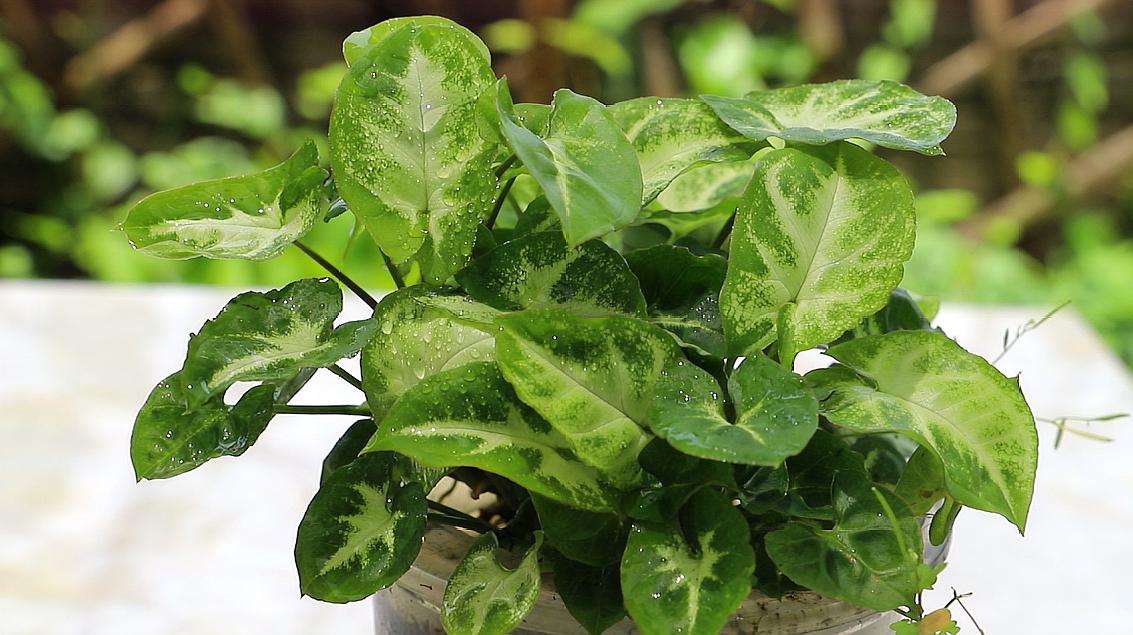 合果芋蔫了怎么办,合果芋干枯发黄