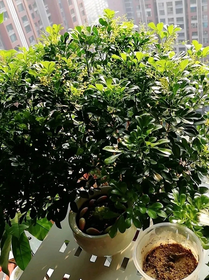 盆栽米兰花怎样过冬,怎么养米兰花盆栽