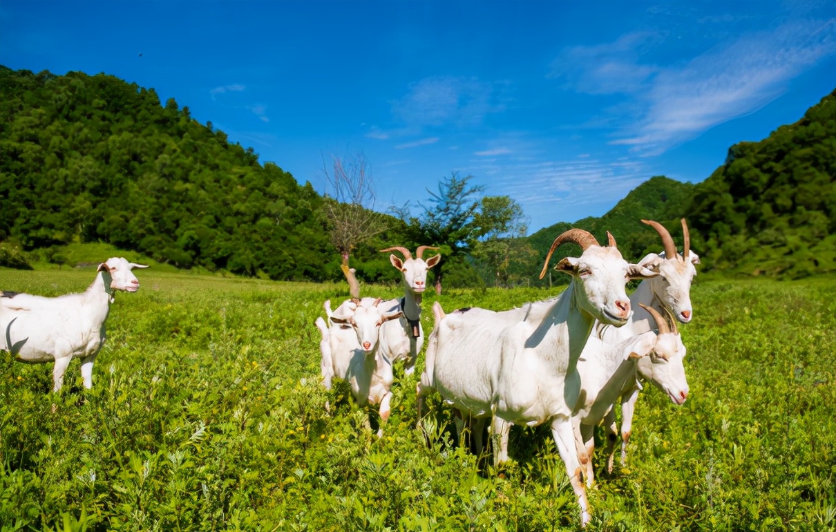 美力源羊奶400克,美力源羊奶是不是纯羊奶