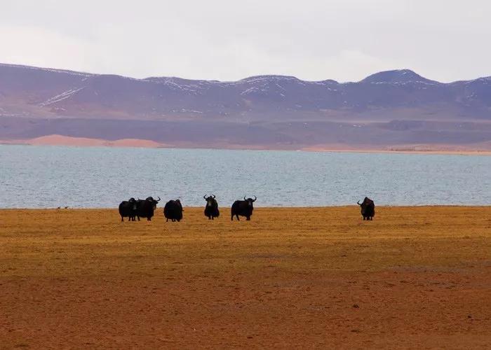 羌塘无人区为什么被称为生命禁区,世界上十大诡异禁区