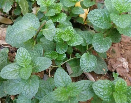 好养的水陆盆栽植物,适合茶盘养的植物