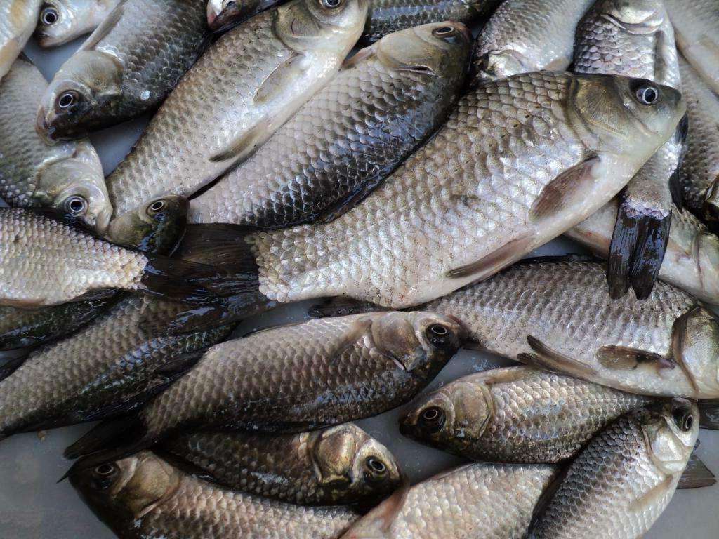 钓鲫鱼小鱼闹窝的最有效的方法,野生大型水库小鱼闹窝怎么钓鲫鱼