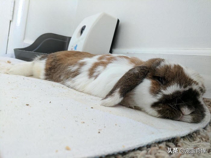 猫是液体动物还是软体动物,猫是液体做的动物