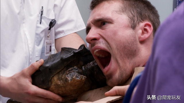 鳄龟咬伤怎么处理,鳄龟为什么会被人咬伤