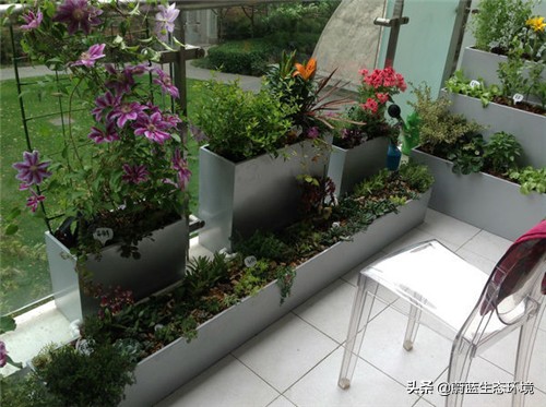 四月份适合在阳台上种植的蔬菜,阳台上种植营养液体蔬菜