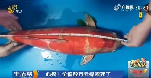 一夜之间鱼缸里的锦鲤尽数死亡,养几年的小锦鲤突然死了