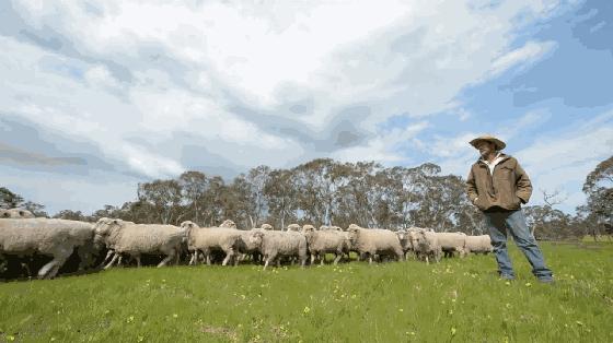 冬天必备十项全能神器，非你莫属——绵羊油
