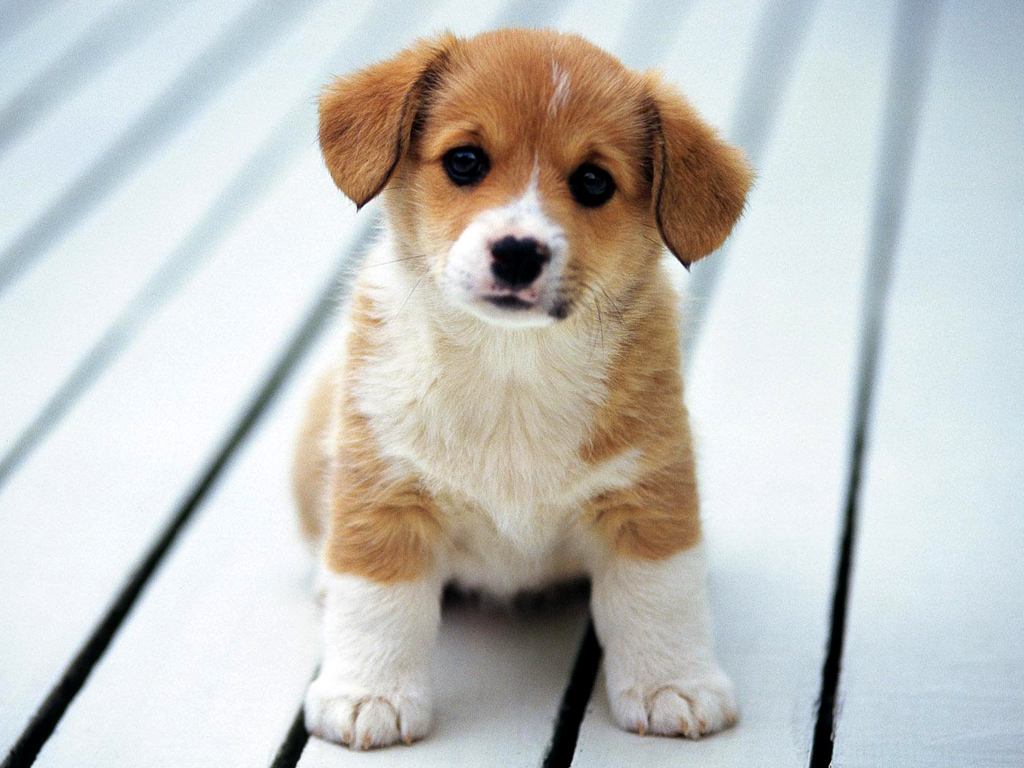 新铲屎官必备的功课！带你更好避坑，跟着老司机的步伐专业养宠