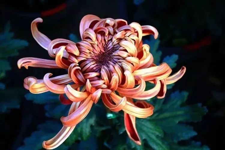 花中四君子菊花,花中四君子菊花的简介