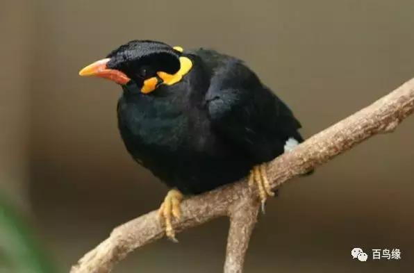 八哥鹩哥的产地,八哥和鹩哥繁殖