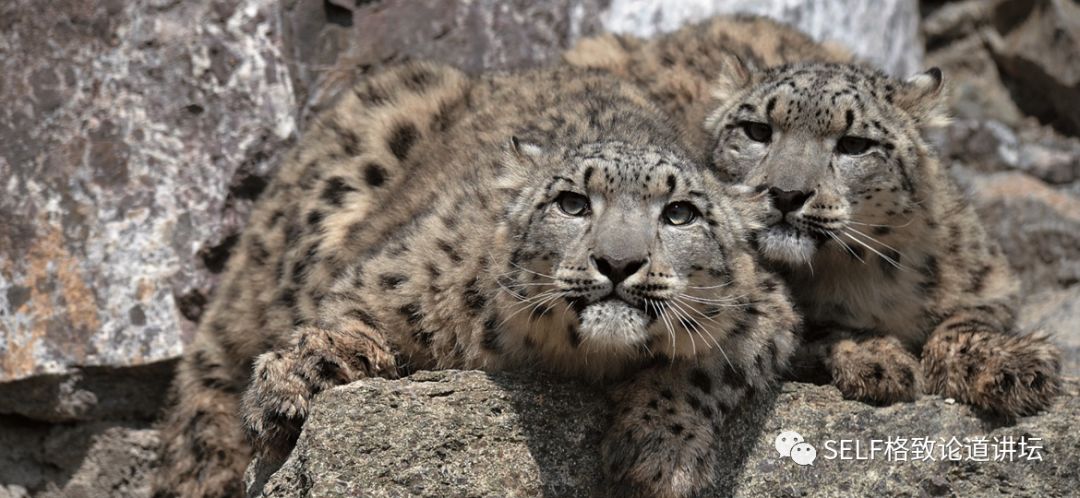 新疆天山申请世界自然遗产,天山为什么被入选为世界自然遗产