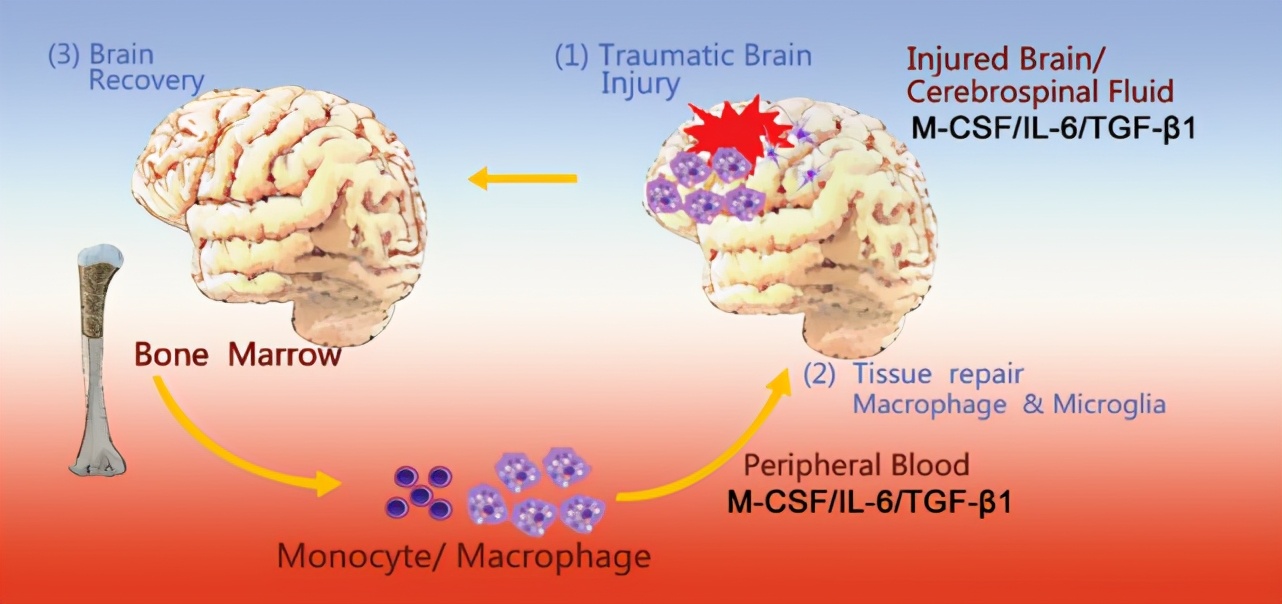 脑科学日报：干细胞移植是治疗脑创伤的新希望？