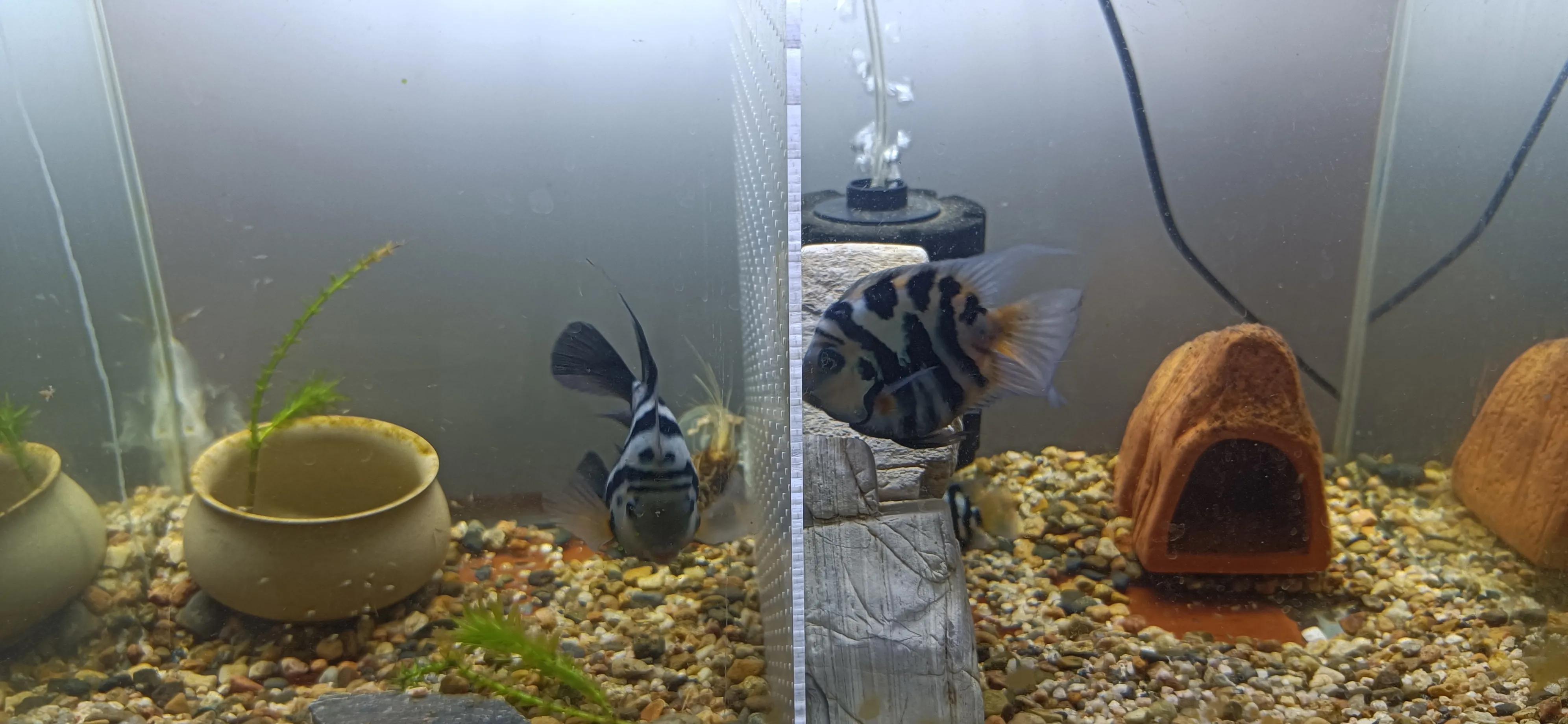 鹦鹉鱼可以跟迷你鹦鹉鱼一起养吗,迷你鹦鹉鱼和鹦鹉鱼能混合吗