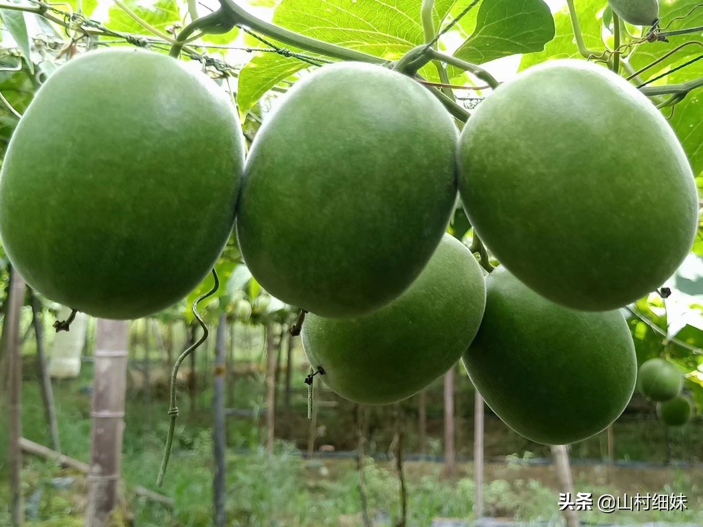 种植罗汉果,雌雄花期不相遇怎么办?先找到原因,解决办法在这里