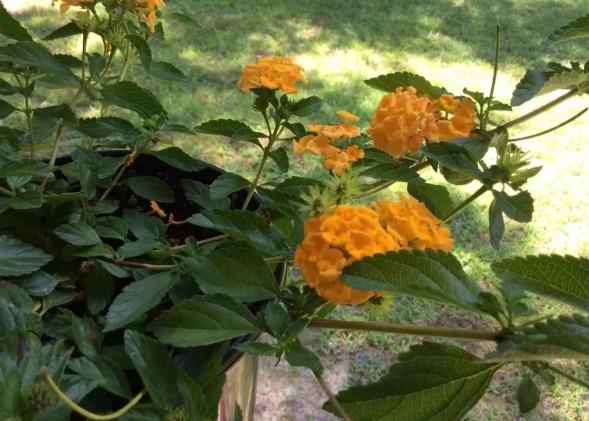 五色梅有没有毒,五色梅有毒还敢养吗