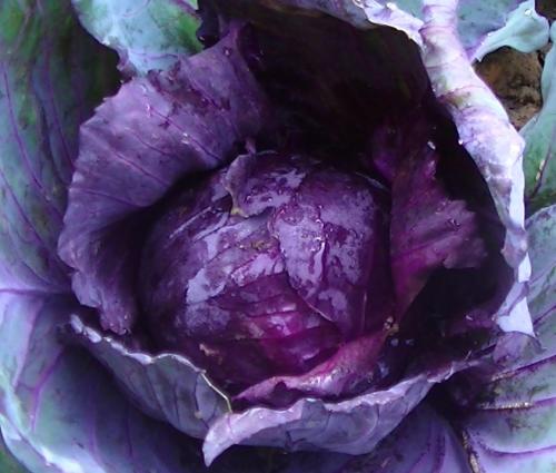 叶菜品类表,叶菜类一览表