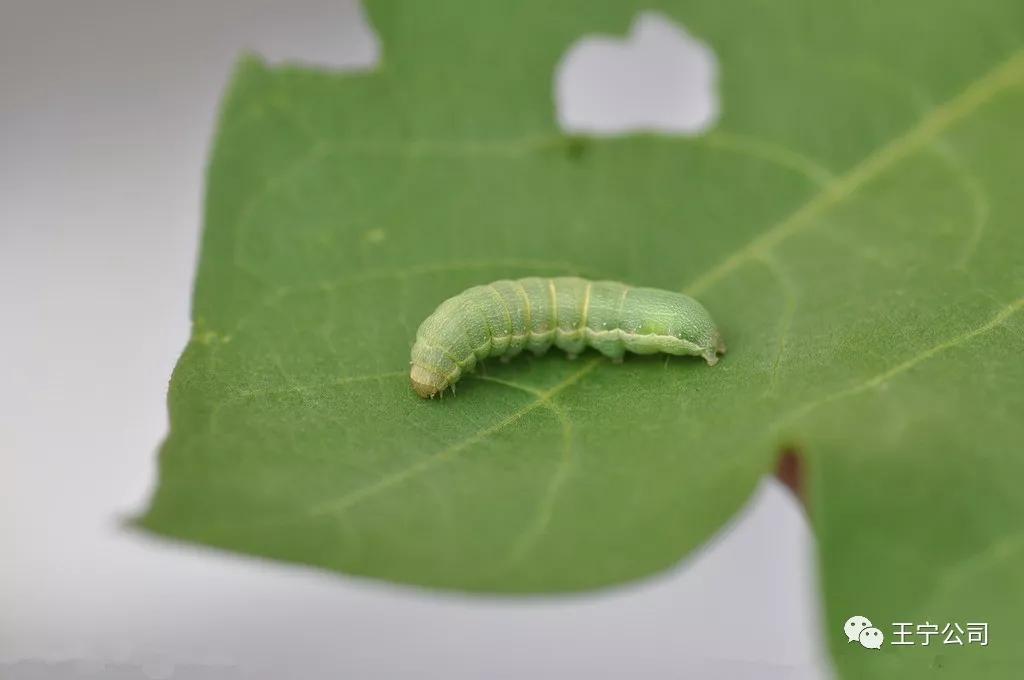 夏播玉米虫害图片大全,玉米虫害图谱高清大图