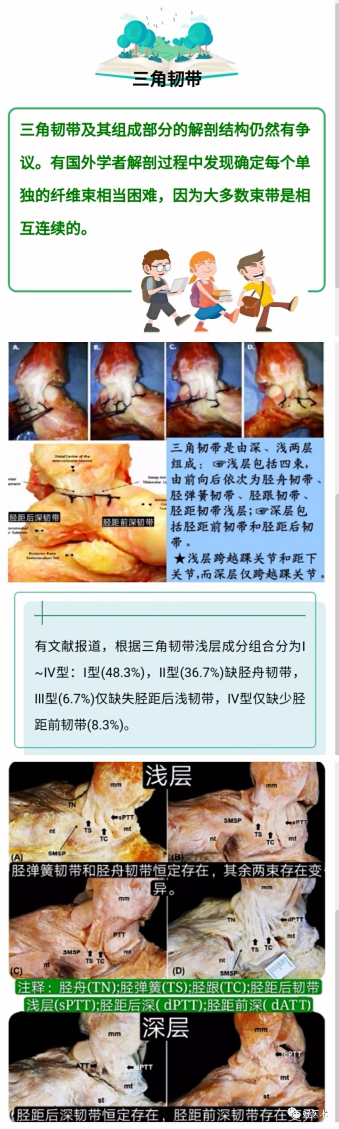一文搞定！踝关节周围韧带的解剖及MRI特征