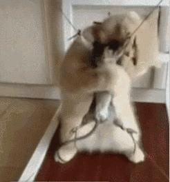 「志怪大百科」——盘点建国之前的猫妖，让画渣喵也想有只猫