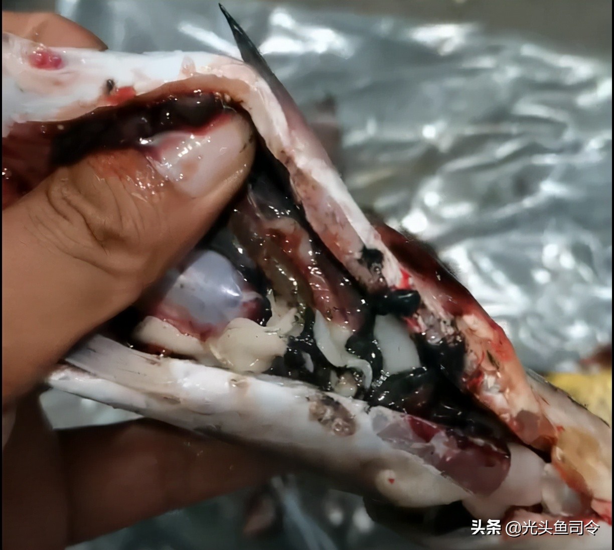 鱼类体内寄生虫图片大全,春季鱼类常见的寄生虫