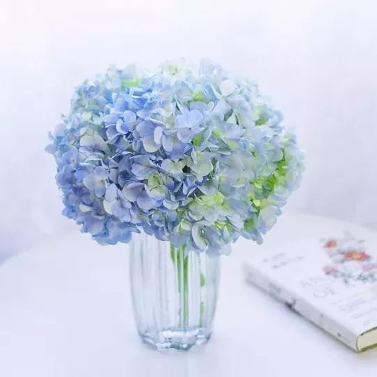 绣球醒花花头可以泡水吗,绣球盆栽可以整个泡水里吗