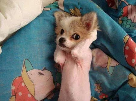 处理狗狗皮肤病的小妙招,狗狗皮肤发红是什么皮肤病