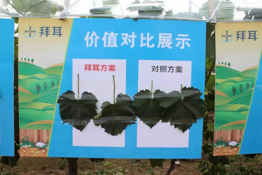 30亩葡萄园农场怎么利润最大化,10亩葡萄园一年能赚多少钱