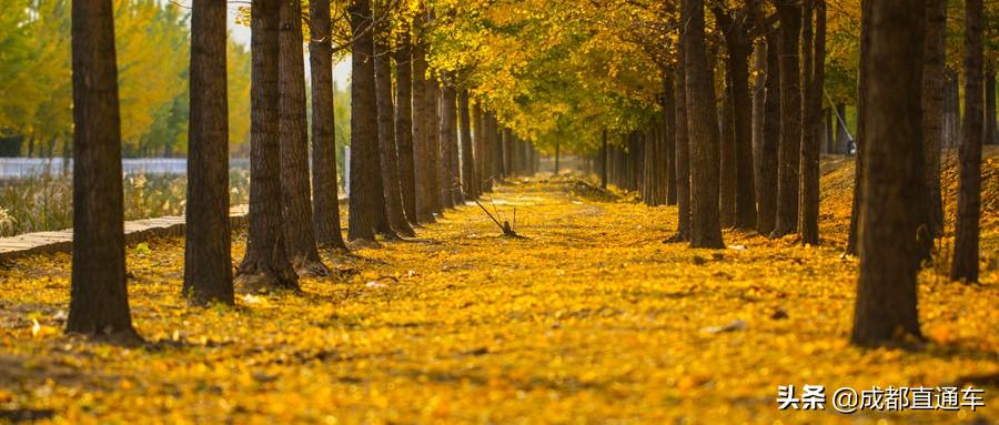 电子科技大学银杏节预约,电子科大银杏全景直播来啦
