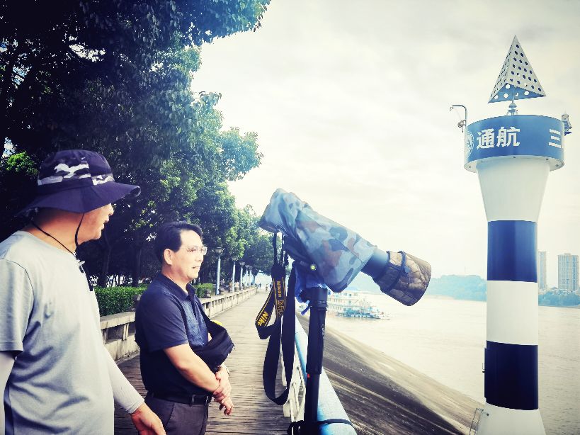 江豚戏水，醉美长江