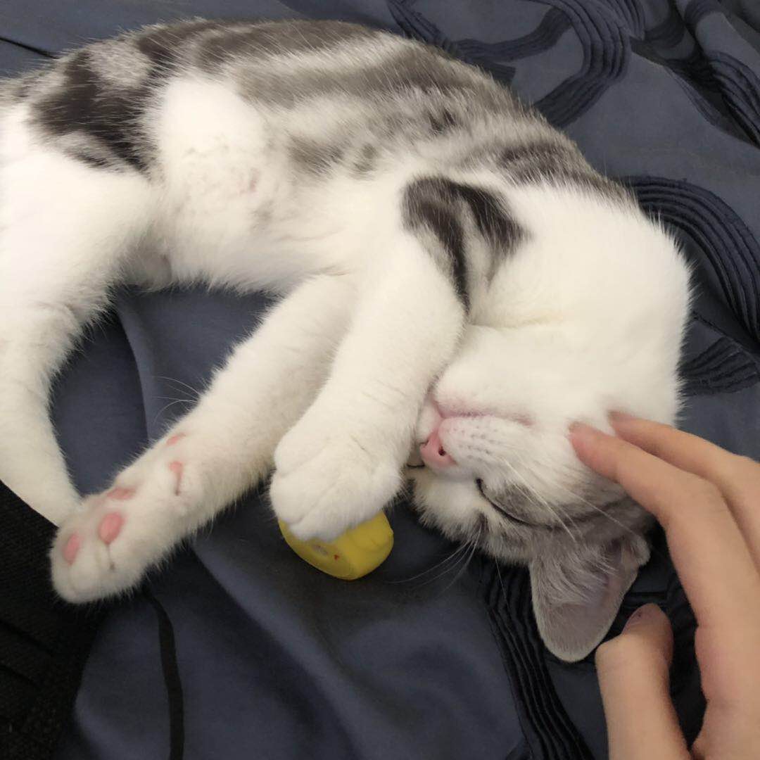 甜甜私房猫第三季普通话版 (甜甜私房猫第三季中文版45集)