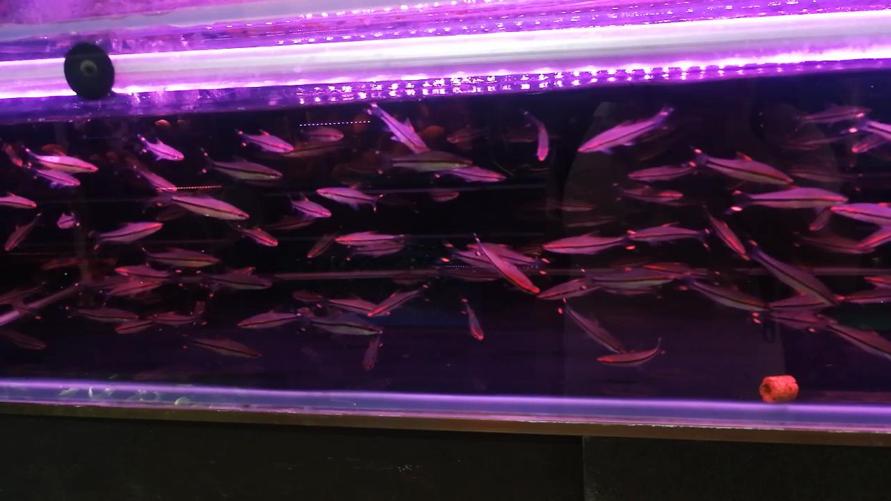 凶猛观赏鱼从哪里买,观赏鱼市场买热带鱼