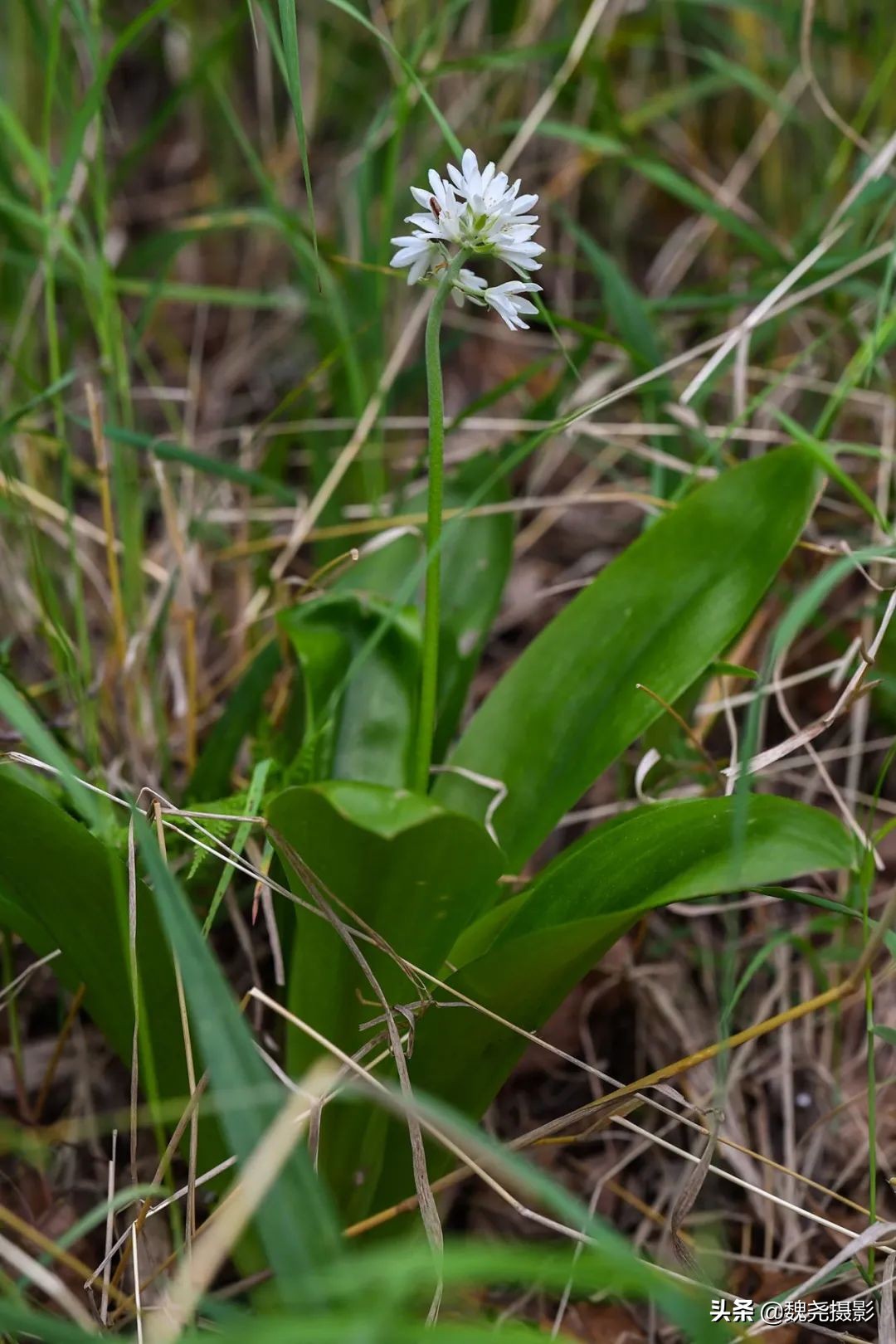各个季节的野生兰花,北京百花山野生兰花图片