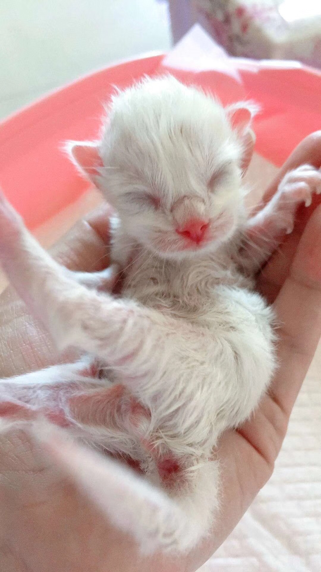 猫咪怀孕了有哪些表现,猫咪怀孕有什么症状表现