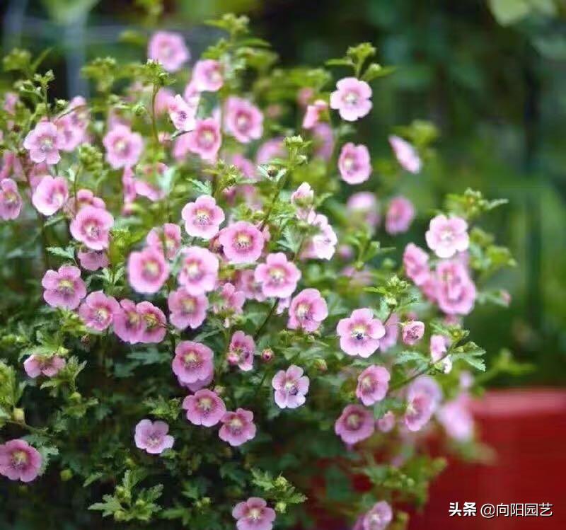 小木槿花施肥多了黄叶子怎么办,阳台绿植开花