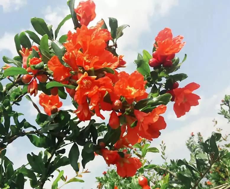 超甜不用吐籽的石榴你吃了吗,不用吐籽的石榴不白吃