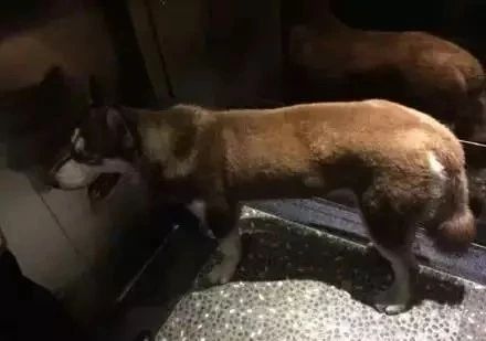 哈士奇跑进派出所,终于知道哈士奇拆家