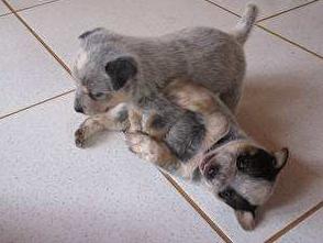 狗狗髋关节发育不良会引起抽搐吗,狗狗腿脚发软突然不会走路