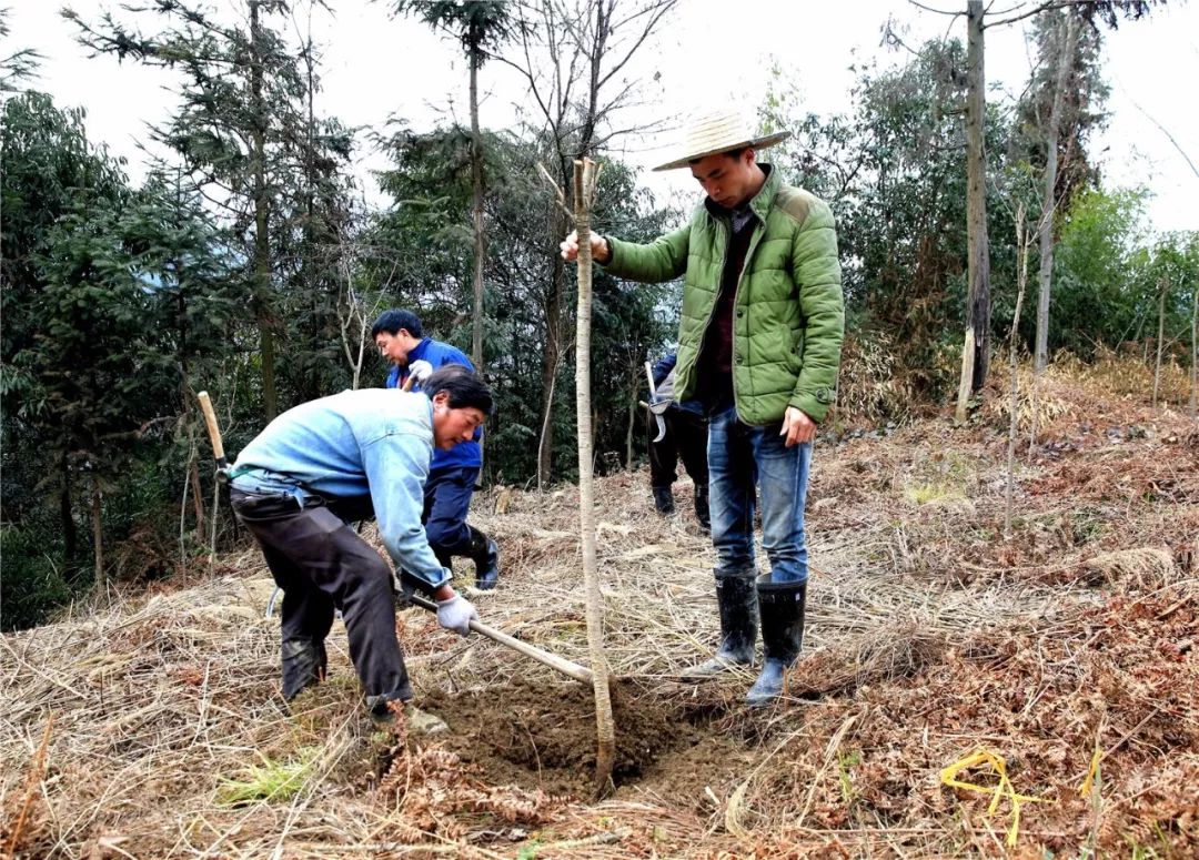 汶川村民种下樱花树，促进全村致富增收！