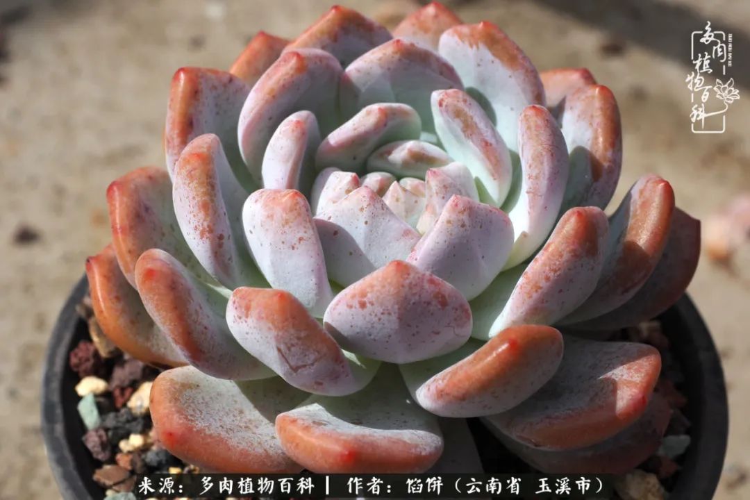 多肉对比图片,多肉对比高清图