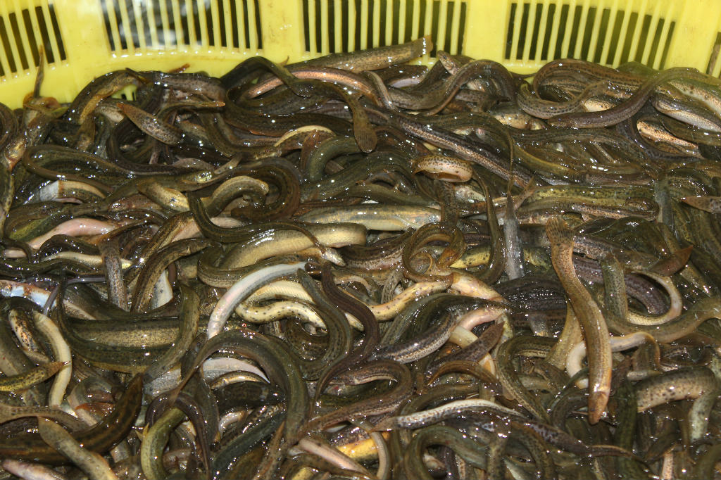 鱼塘泥鳅如何赚钱,泥鳅一亩地能挣多少钱