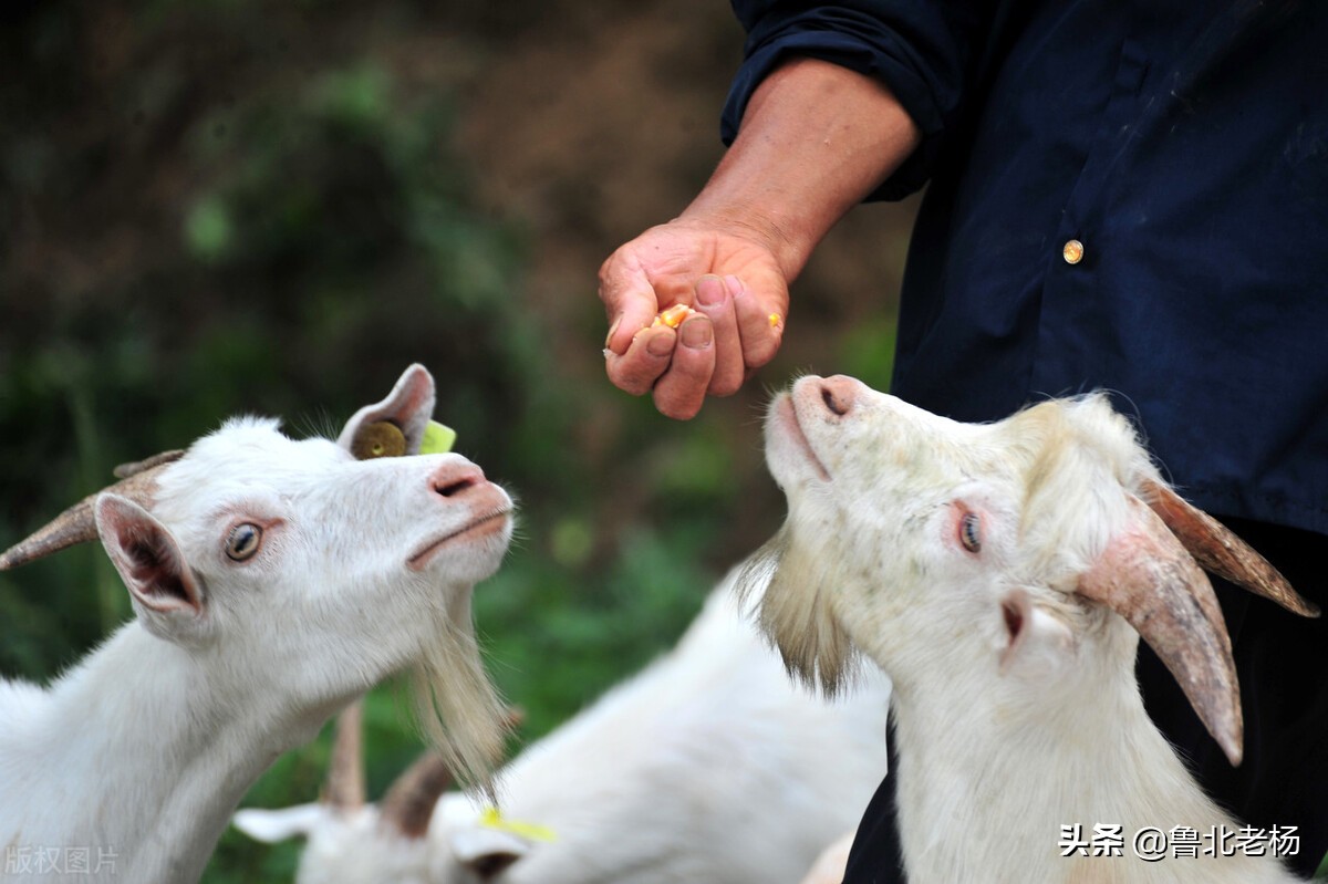 新手养羊如何预防羊病,养羊常见病治疗大全
