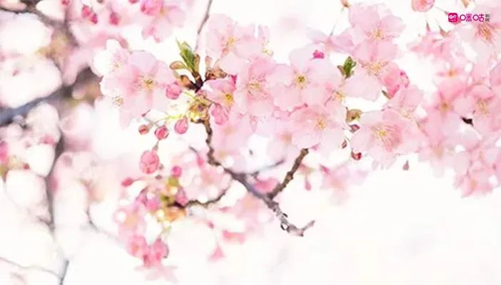 少女心和钱包一起炸裂的时候到了,2020樱花季限定来了!