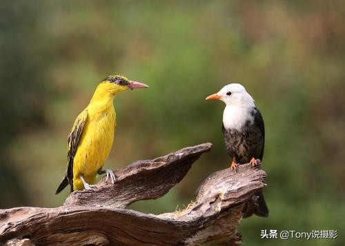 拍鸟技巧视频教程,拍鸟的正确拍法